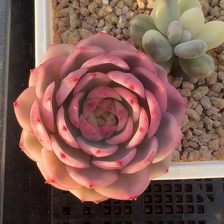 粉水晶锦多肉植物