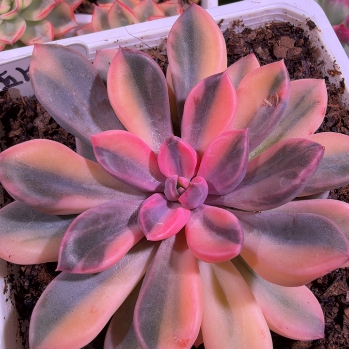 朵****超级拉丝丘比特锦