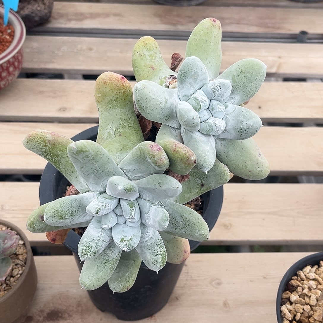 高桩拇指          
