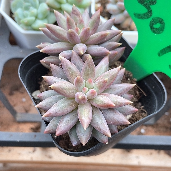 多肉植物虞美人3073多肉