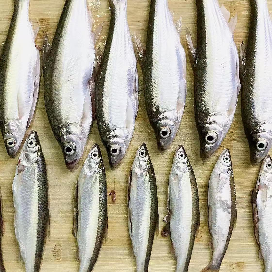 微山湖野生小白条白鱼刁子鱼川条鱼真空包装淡水鱼食用鱼包邮