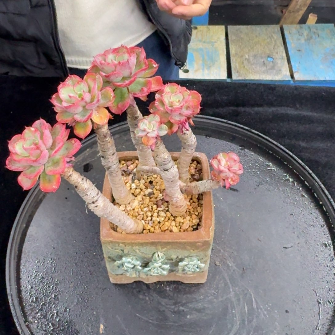 多肉植物多肉植物