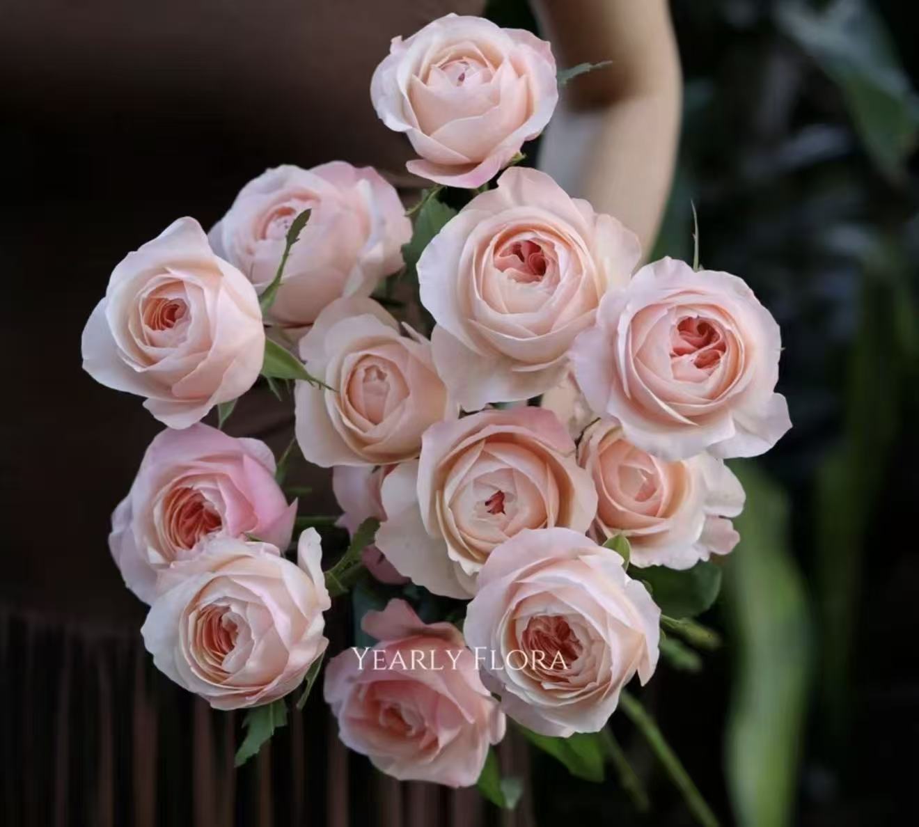 【凯瑟琳】单头玫瑰 真花鲜切花云一单中通 拍够任意两单鲜花顺丰