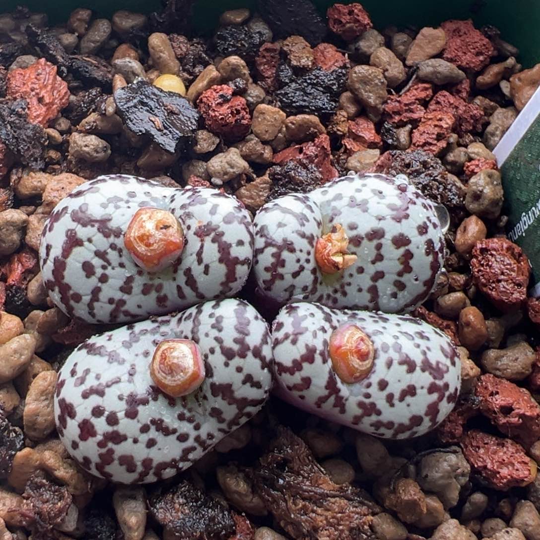 700。青蛙优选ts603奶牛安贞