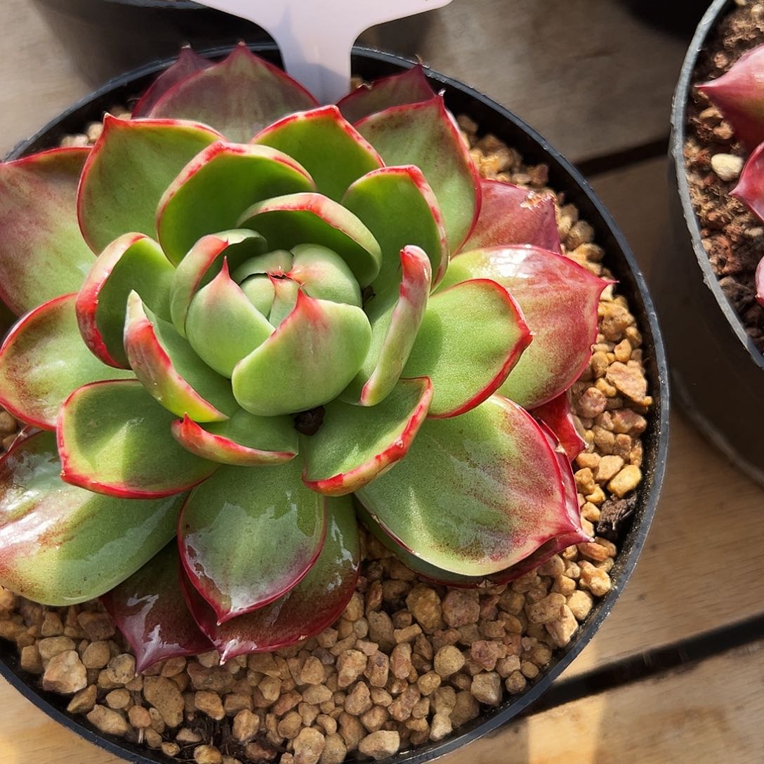 后***诗惊鸿仙子一物一拍293号