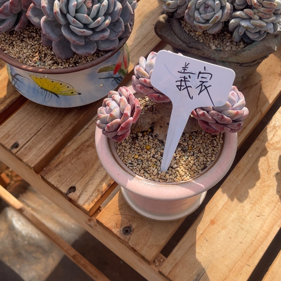 x***。译辰的星颖一物一拍