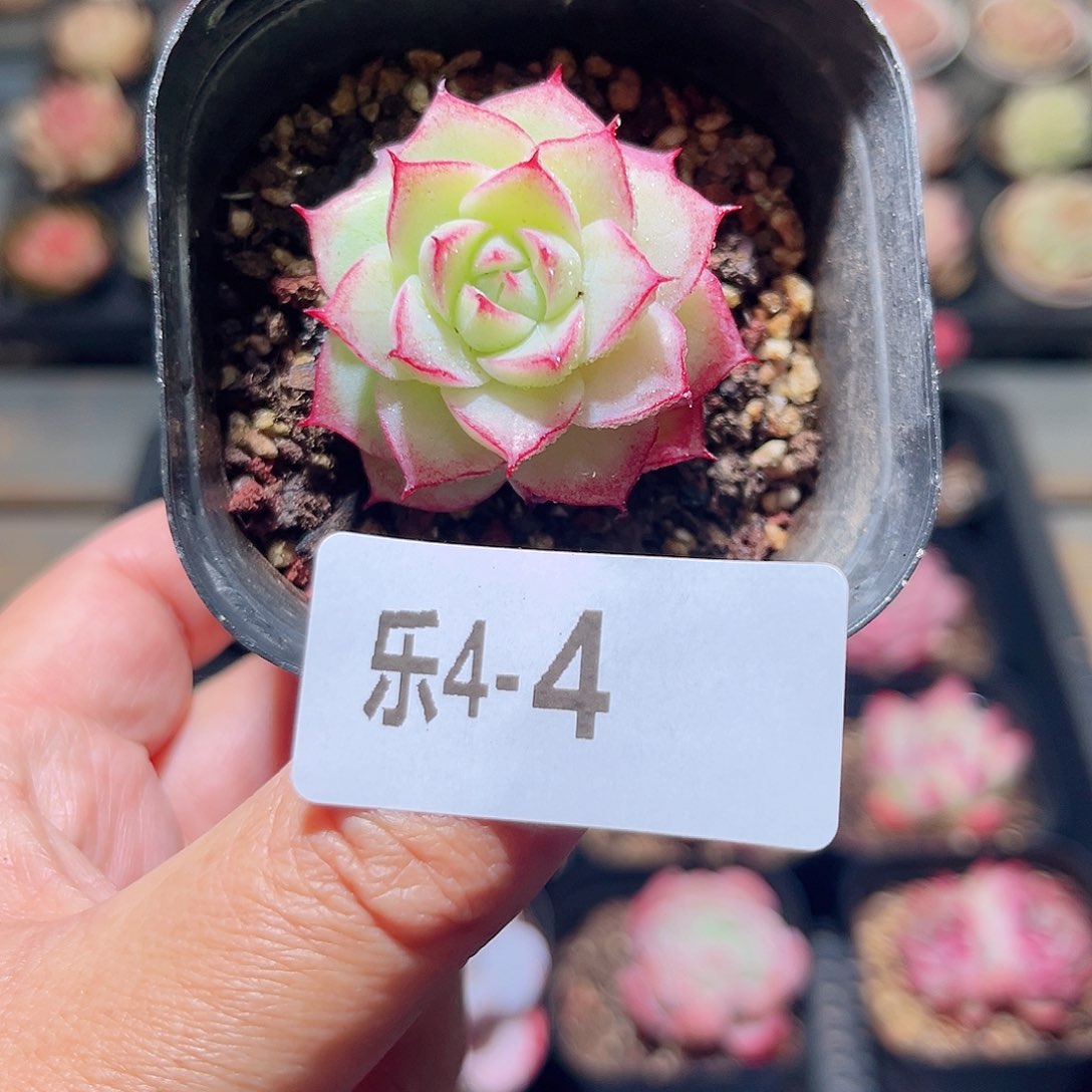 乐4-4 女王单头 