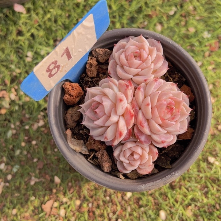 健健康康平平安安