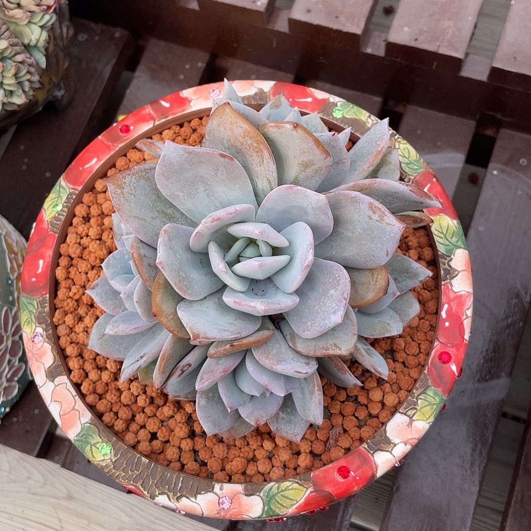 奶茶多肉植物群生