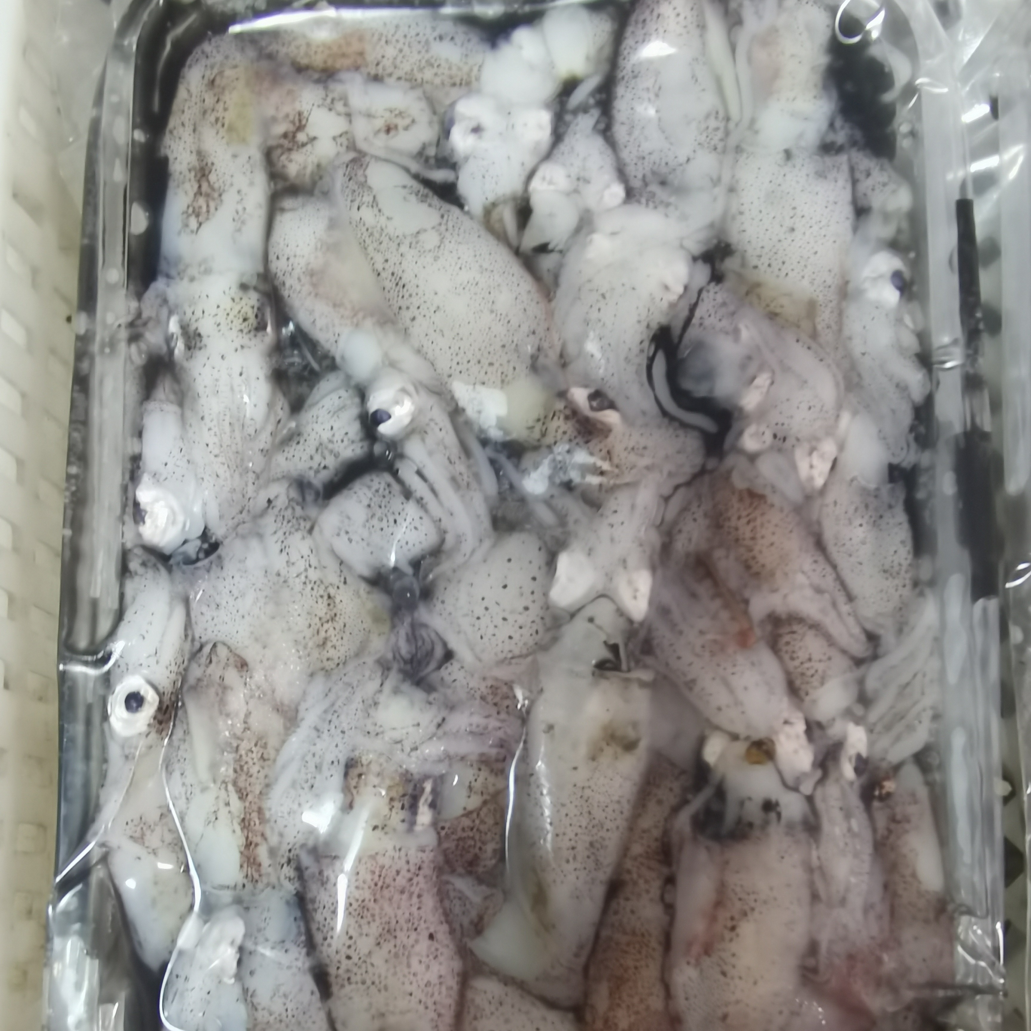 大连野生海兔顺丰包邮新鲜海味