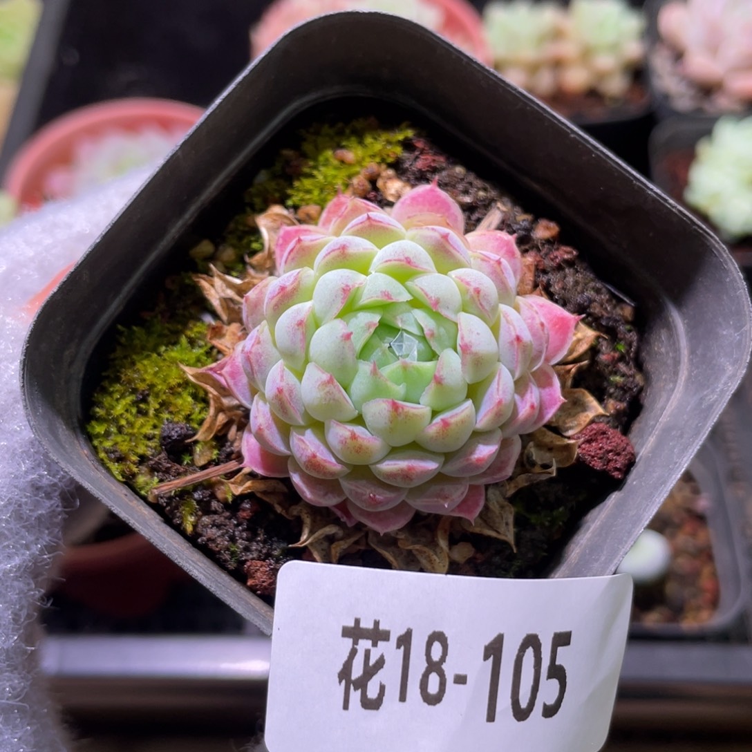 花利美18-105羊脂球