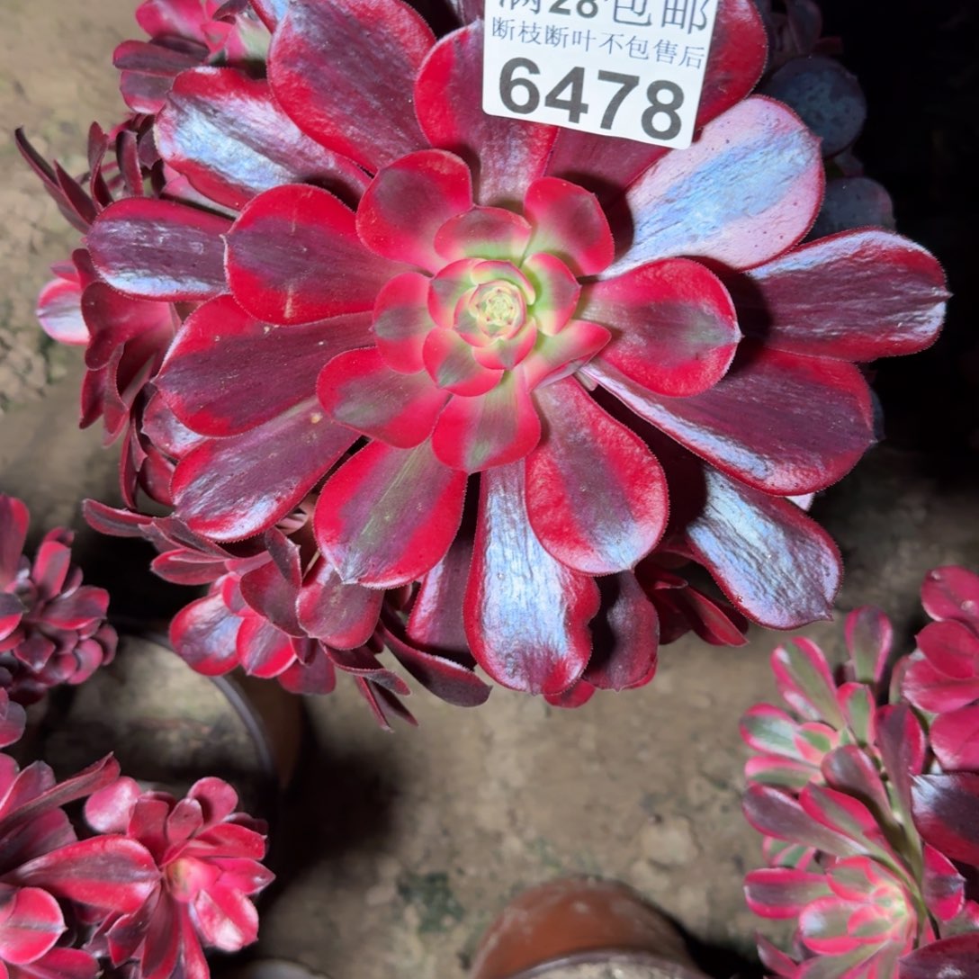 6478美杜多肉植物