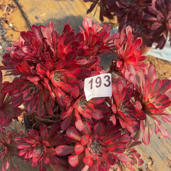 红同白微瑕多肉植物193