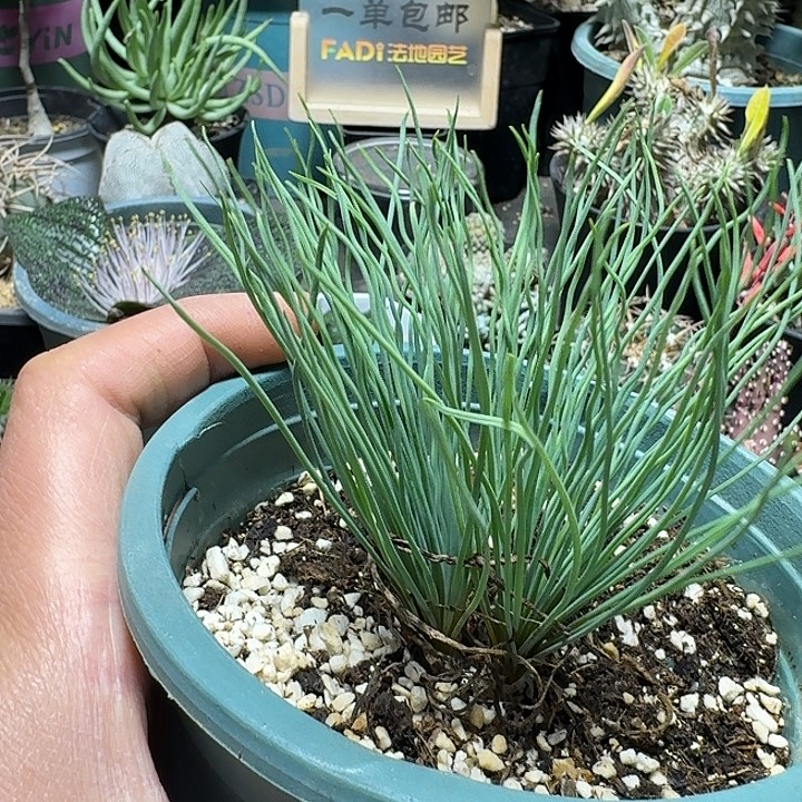 花***愛344方便面弹簧草带盆发货