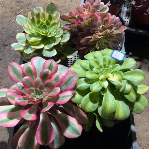 355多肉植物组合