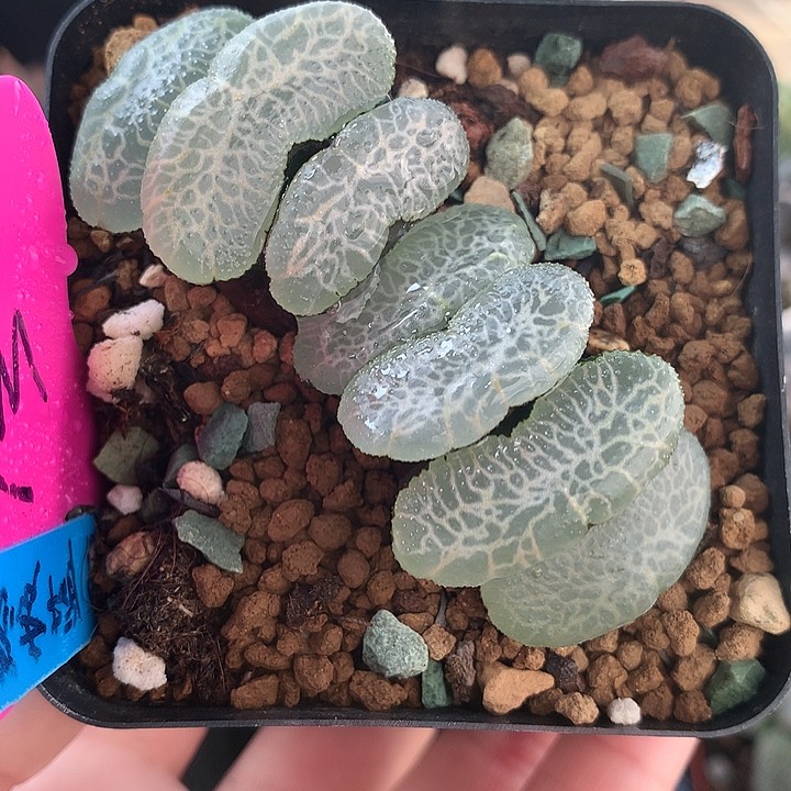 终极蓝玉扇一物一拍