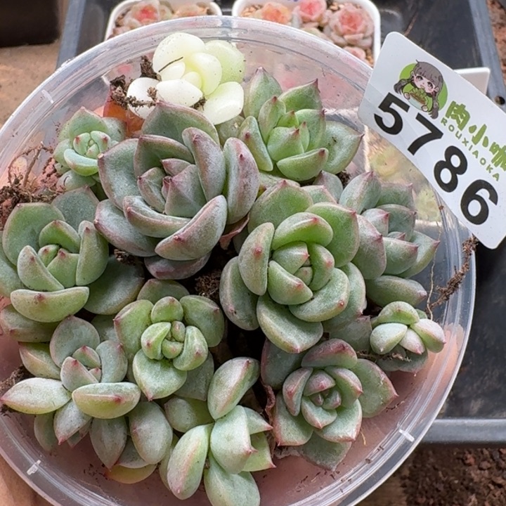 多肉植物多肉植物