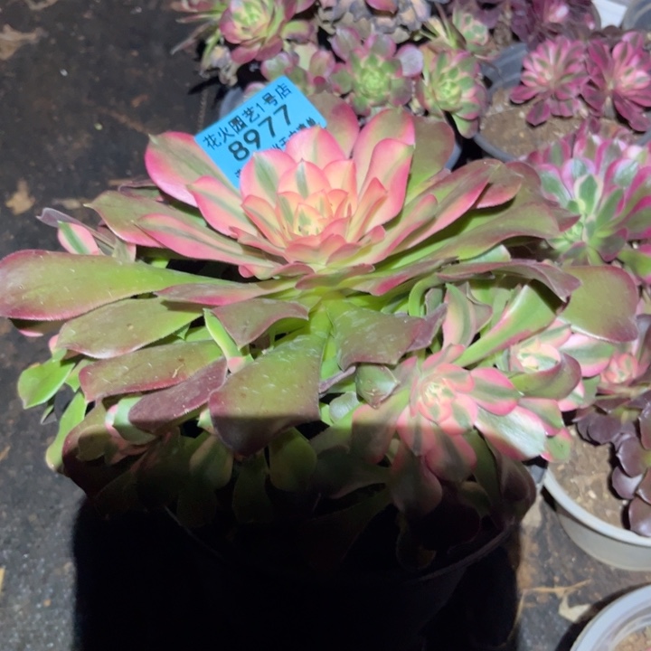 香妃8977多肉植物