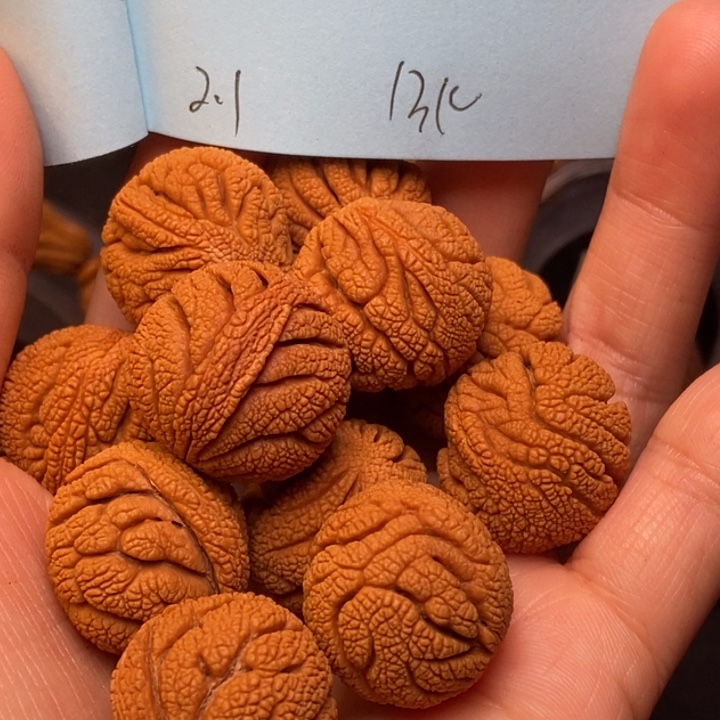 手串文玩核桃秦岭龙纹桃核21尺寸