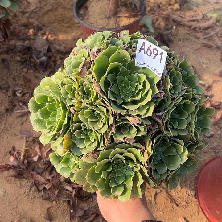 绿杨蓉多肉植物691.