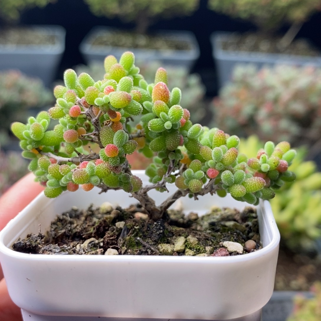 2092蜜橘糖球 。        