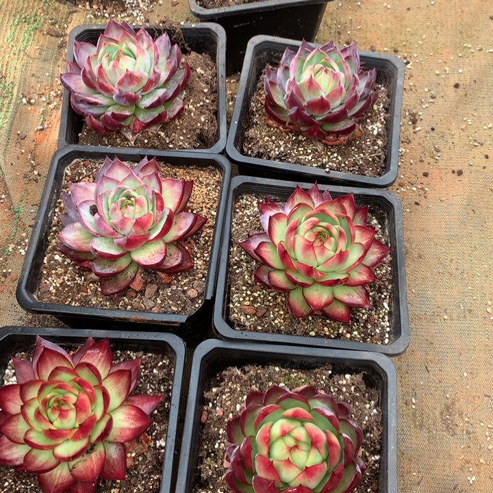 精品惊鸿仙子多肉植物两单包邮