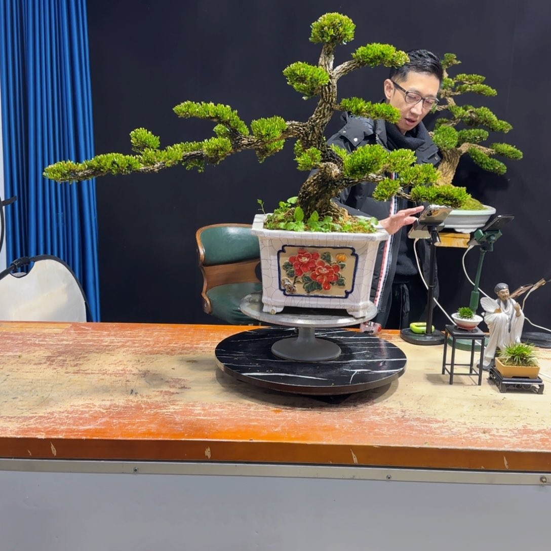 黄杨室内室外盆景艺术