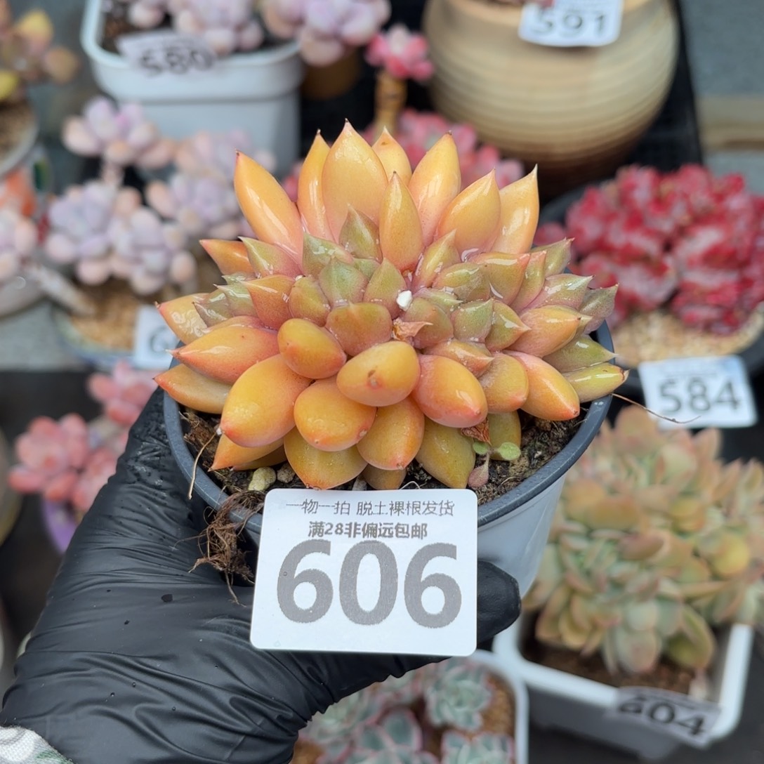 红象牙无盆土发货