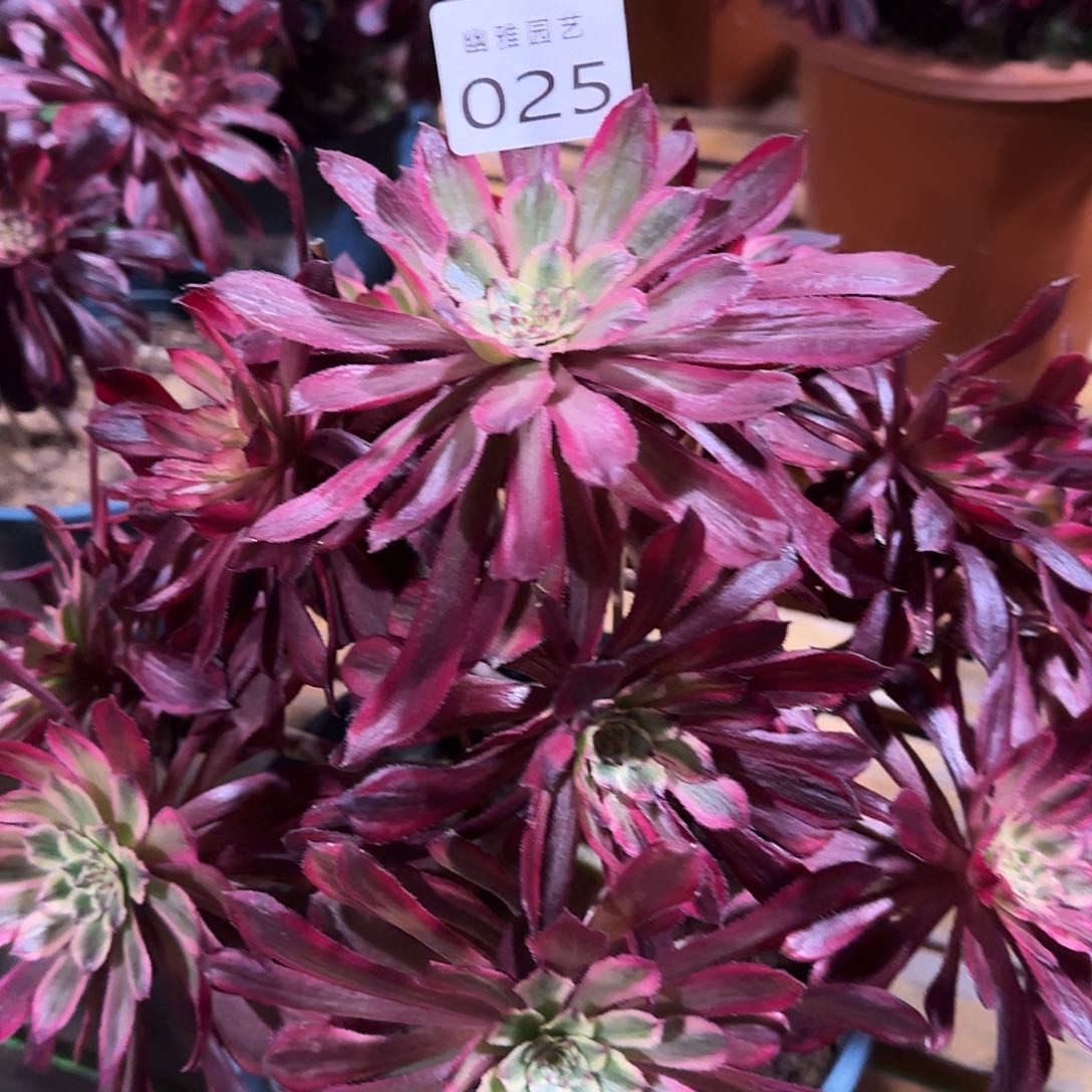 多肉植物025繁花