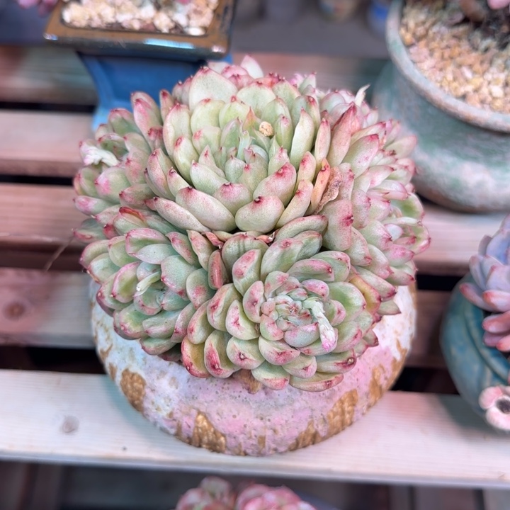 石化拉丝锦手捧多肉植物ddghbb