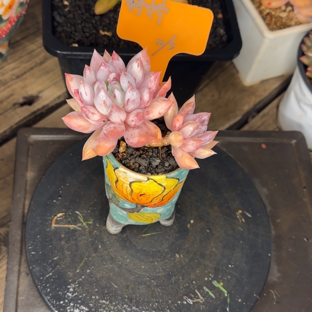 婷婷姐姐多肉植物