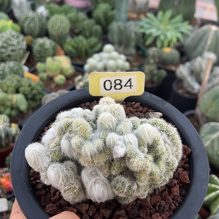 无花朵徐不能吧不不不那你今年你几级年纪