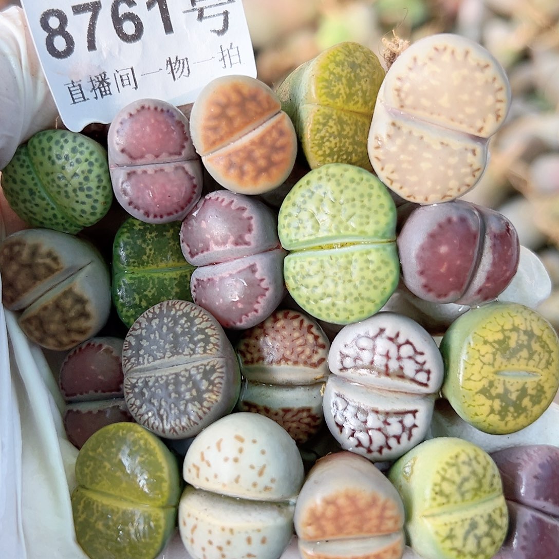 8761 好养易活生石花大母本20个福利