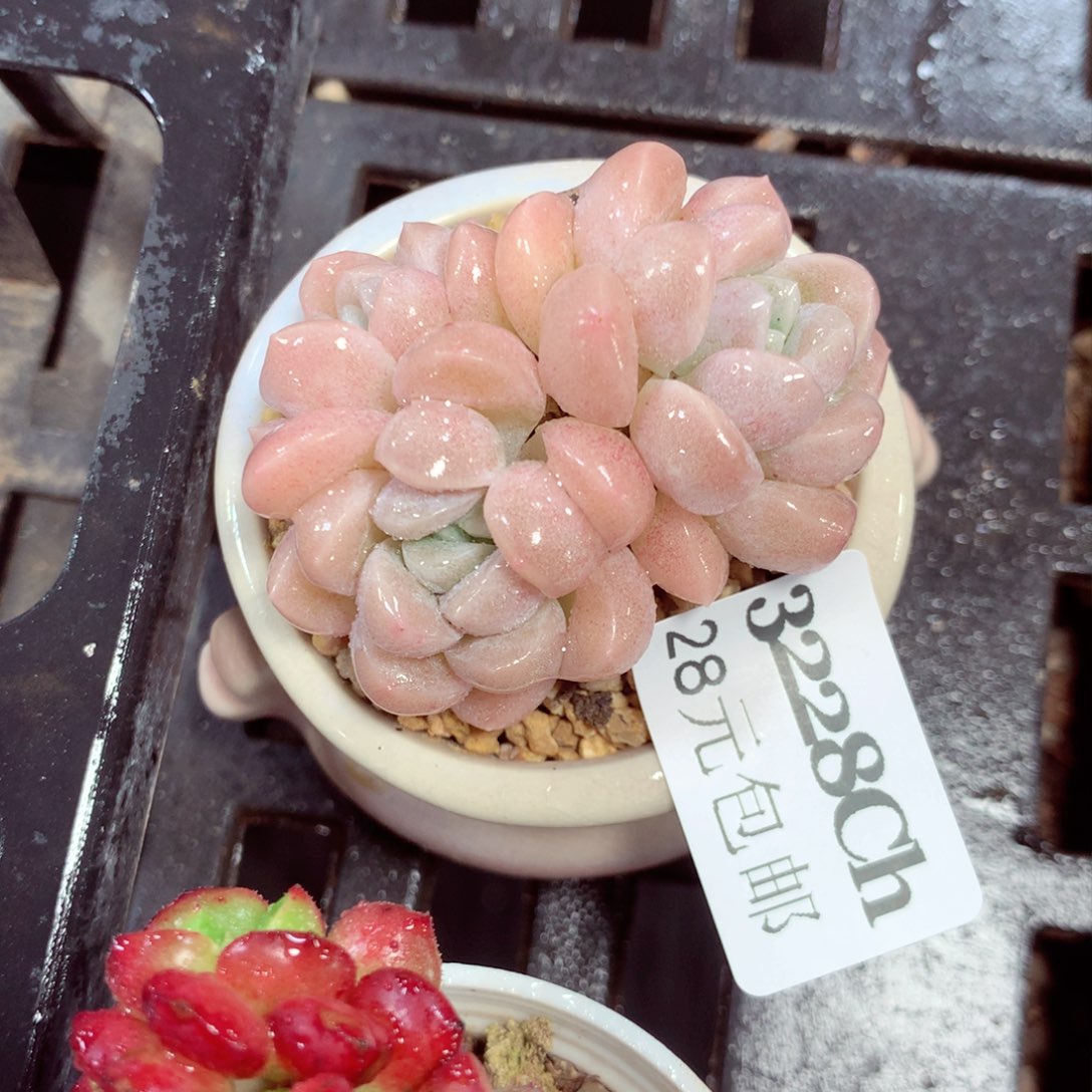 5厘米盆精控多肉3228