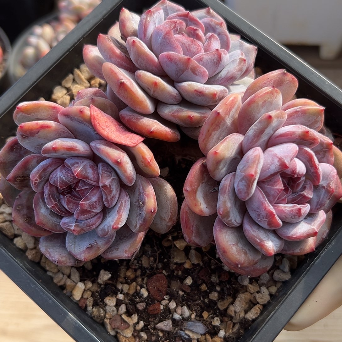 4头绿地紫心哈哈哈哈哈