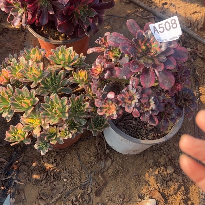 组合2颗多肉植物508.