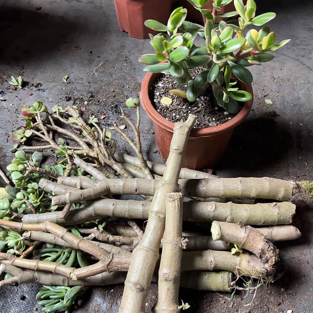 我***@6402两个白锦干子不售后