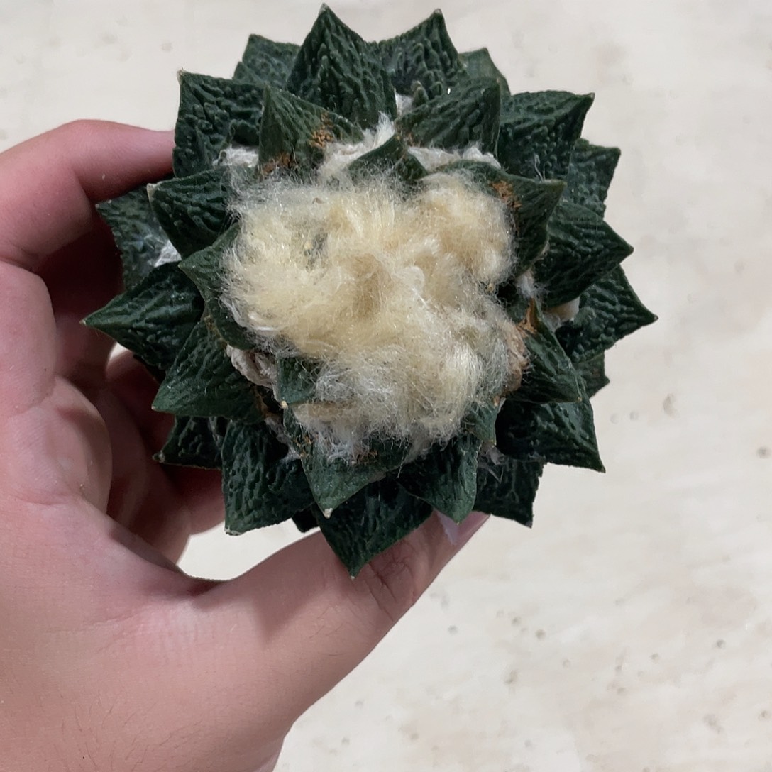 完全开放9公分 龙角杂自根