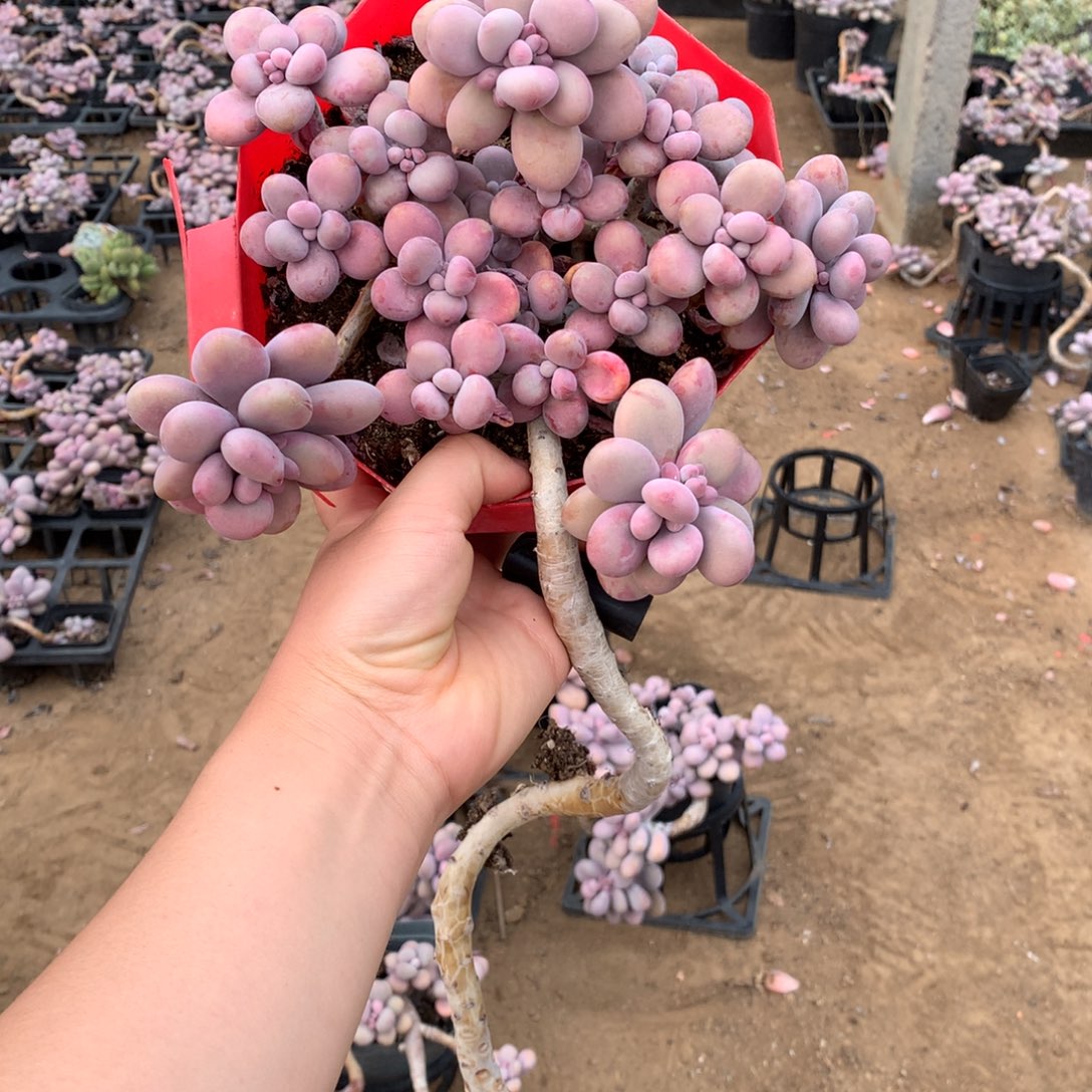 发***哈桃蛋老桩有砍51号