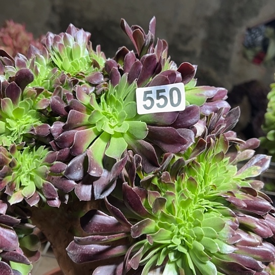 依***阁多肉植物一个欧若拉550