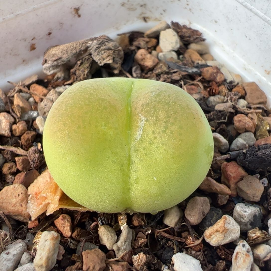 058多肉植物百科