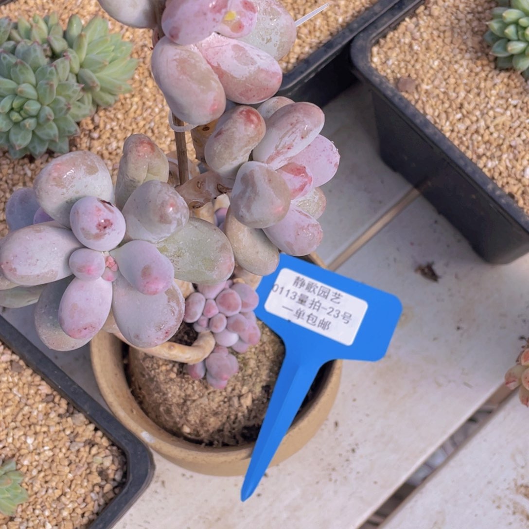 0113-23-老桩大群米可一颗