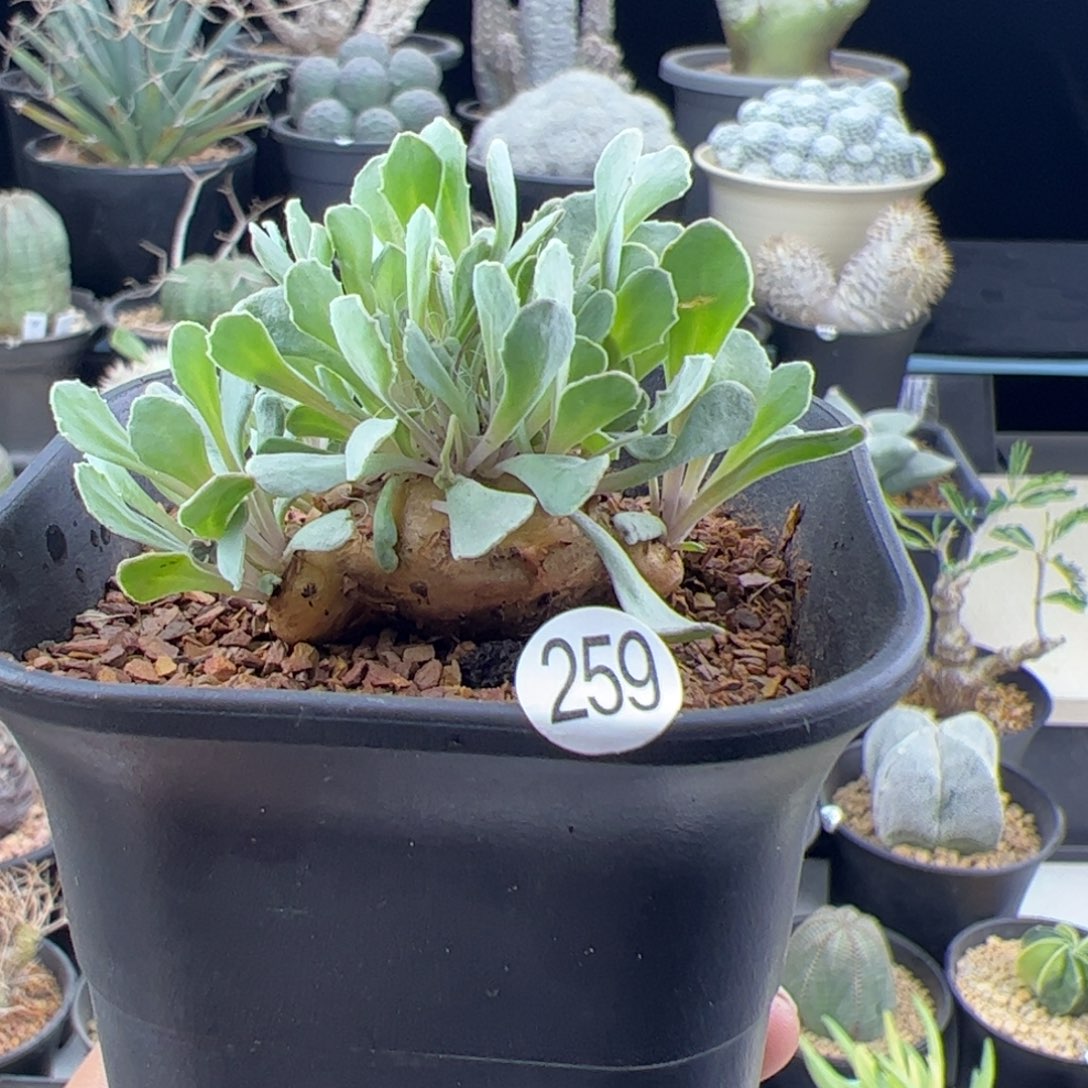 格加厚敦菊3.7一物一拍