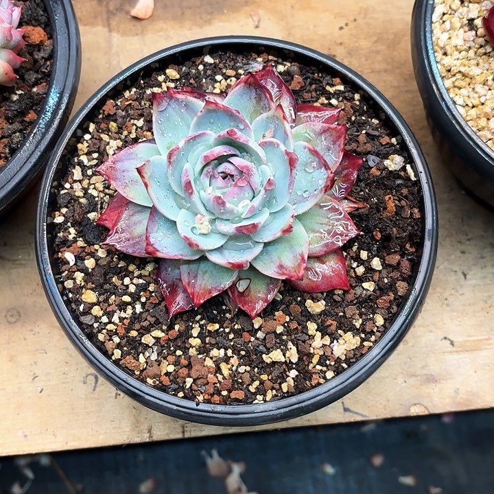 d**a多肉植物，惊魂仙子