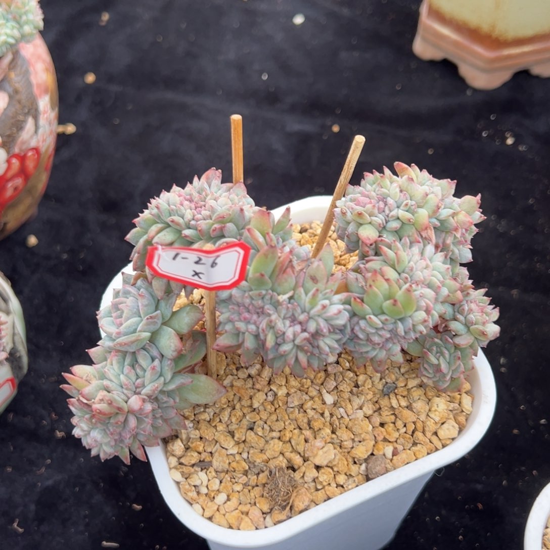 博**丁新年快乐 新年快乐 新年快乐 奖品