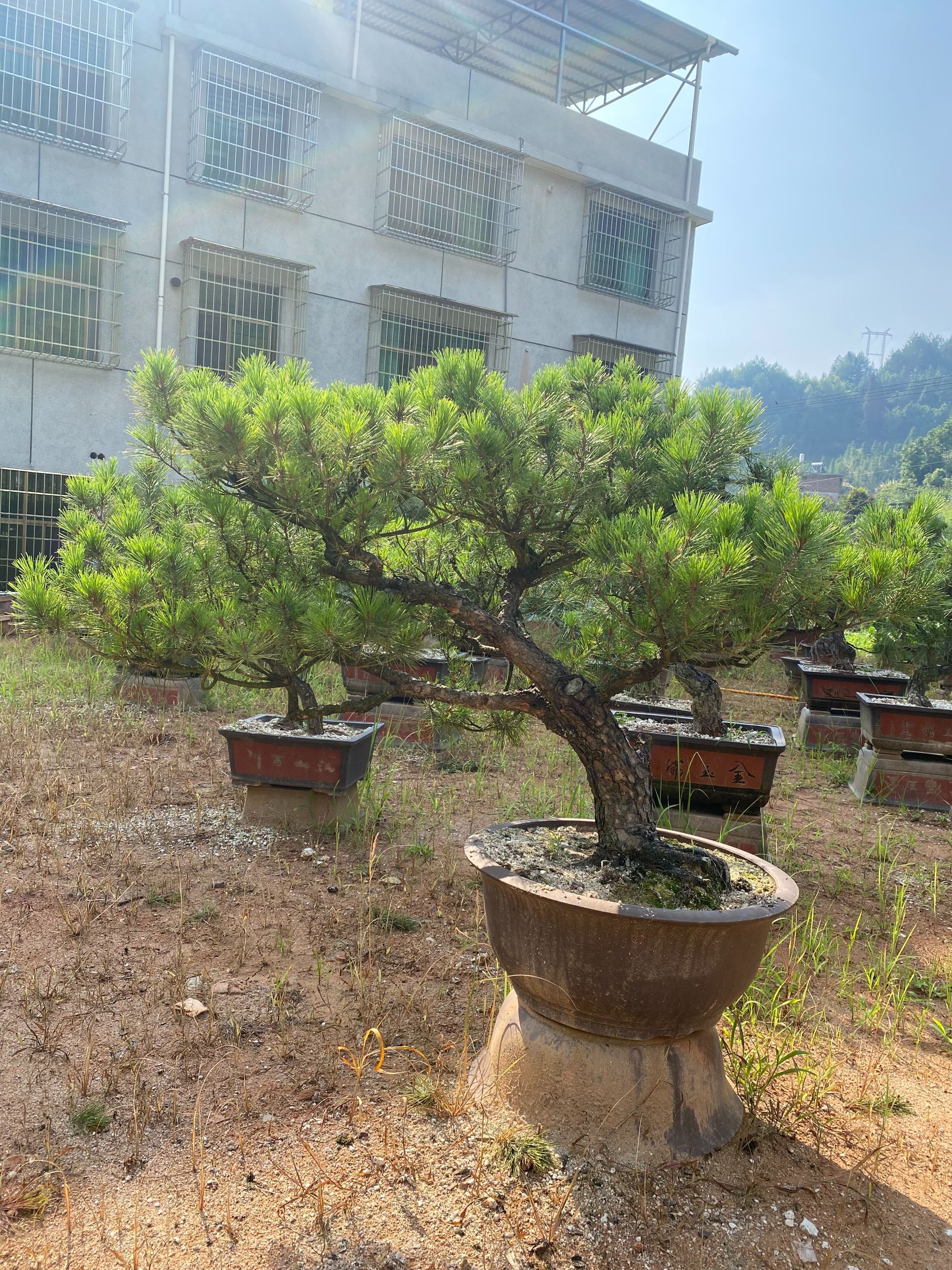 黄山松、黑松、小老松一物一拍