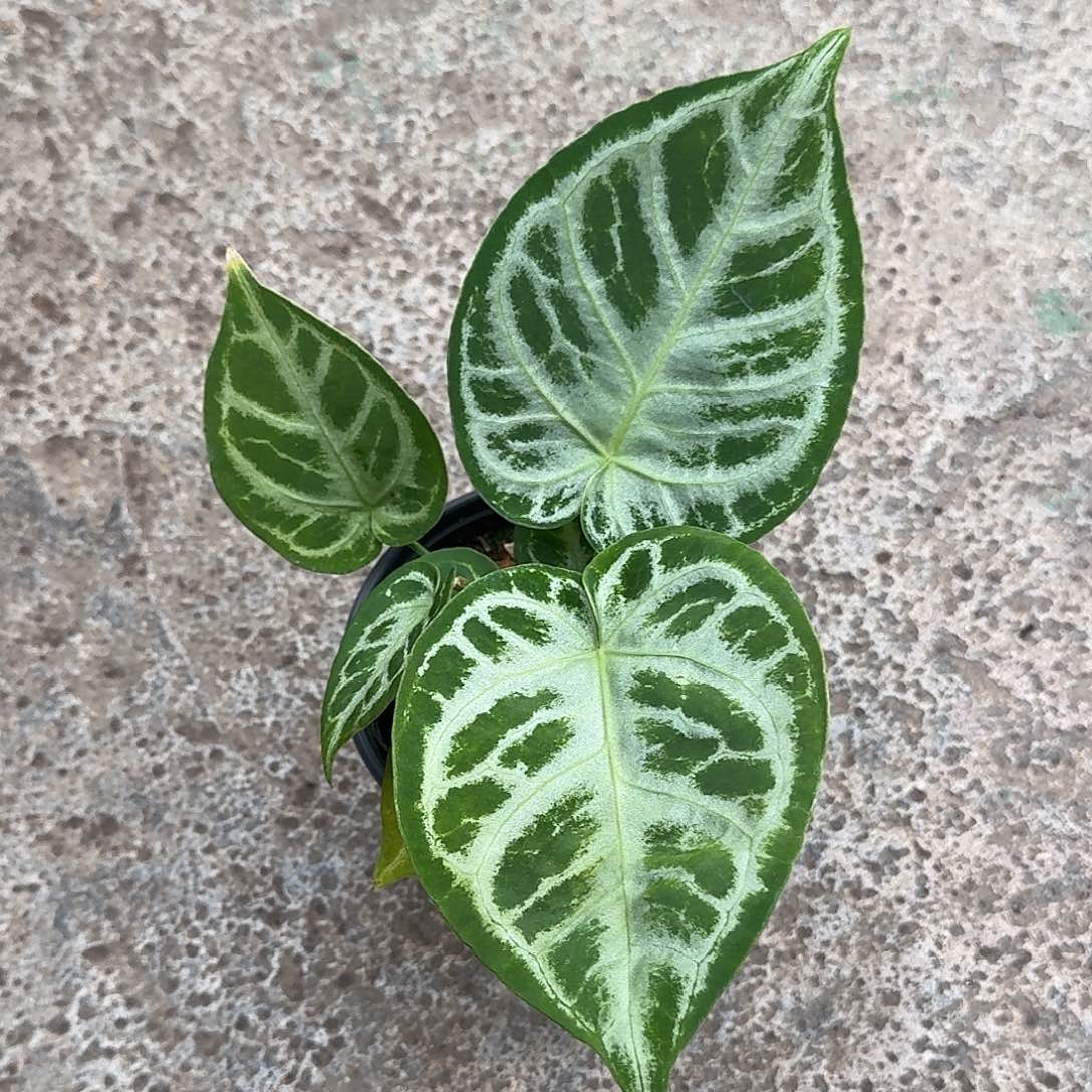 完全开放Z135 叶损清货福利银刷子