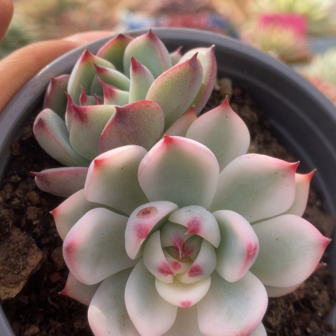 190锦锦锦锦锦锦锦锦