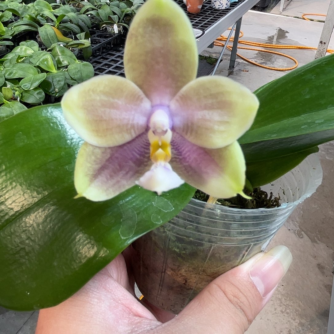 完全开放灰蓝 根系不售后 80号