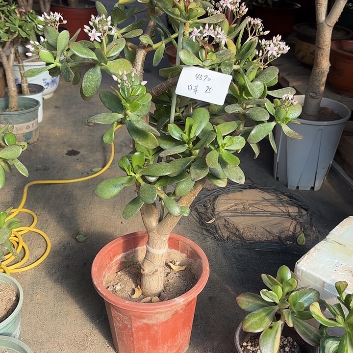 白***茶当前无花栽培后可以开花韩国紫叶95